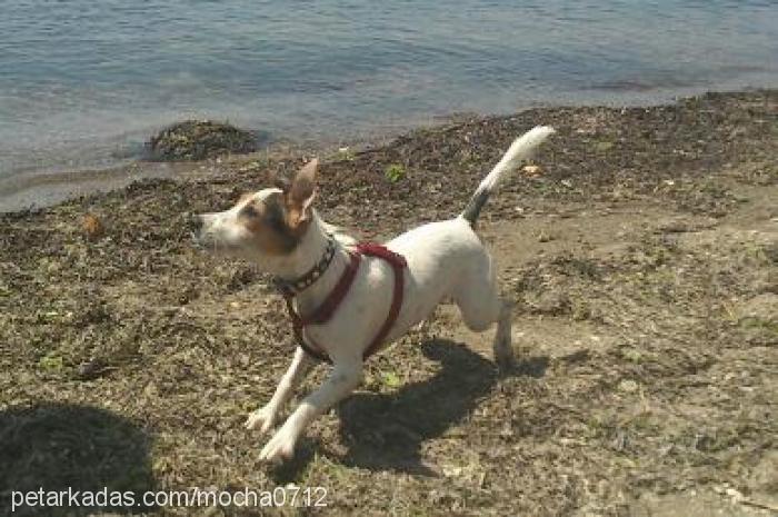 mocha Dişi Jack Russell Terrier