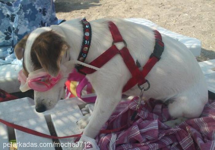 mocha Dişi Jack Russell Terrier