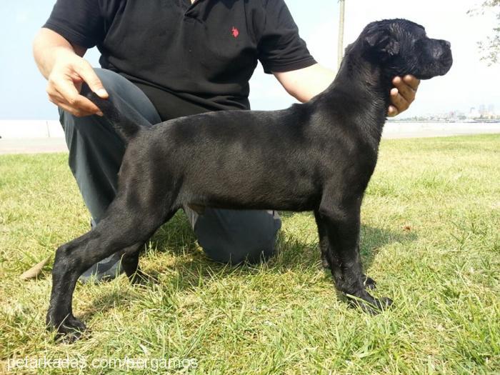 dante Erkek Cane Corso Italiano