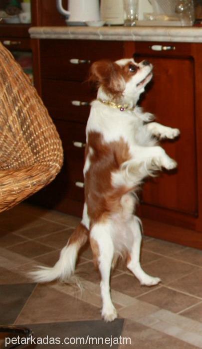 kavalye Erkek Cavalier King Charles Spanieli