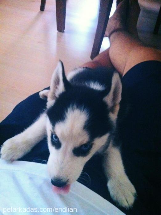 percy Erkek Sibirya Kurdu (Husky)