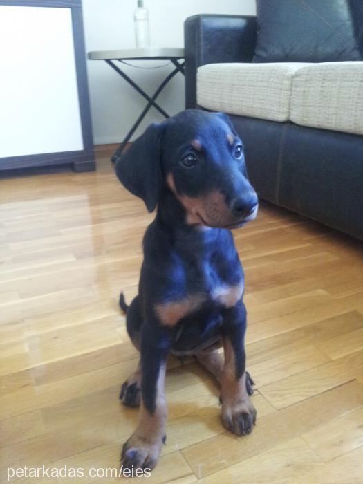 tesla Dişi Doberman Pinscher