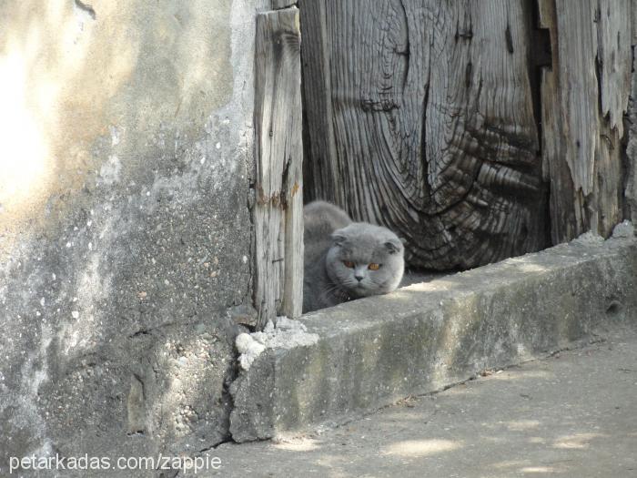 svita Dişi Scottish Fold