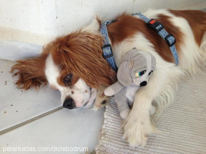 carlos Erkek Cavalier King Charles Spanieli