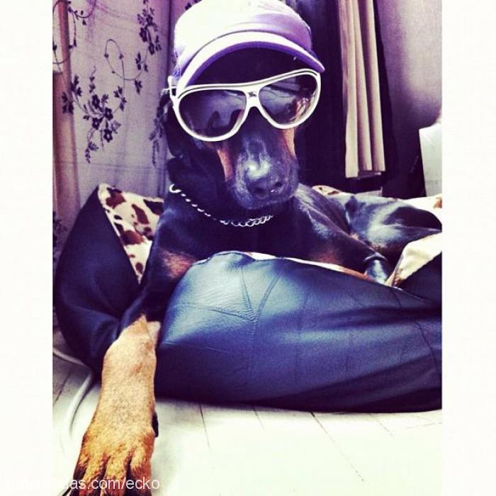 ecko Dişi Doberman Pinscher