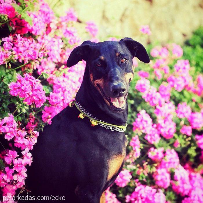 ecko Dişi Doberman Pinscher