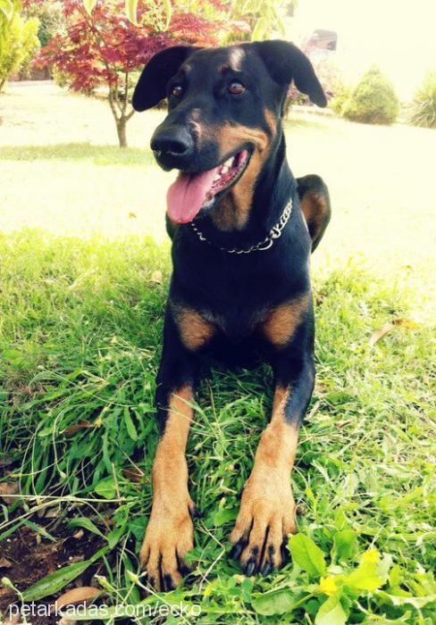 ecko Dişi Doberman Pinscher