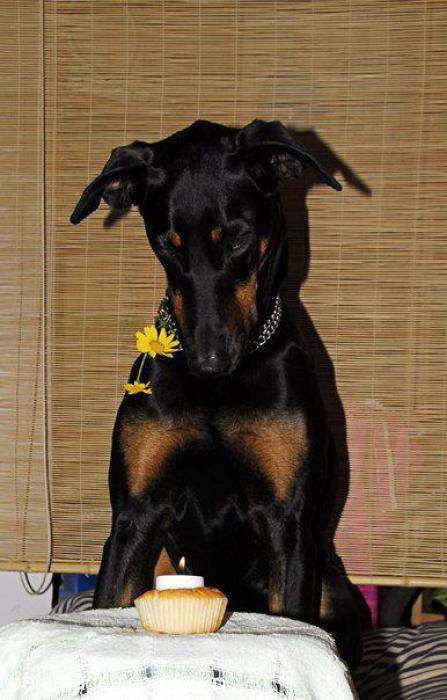 ecko Dişi Doberman Pinscher