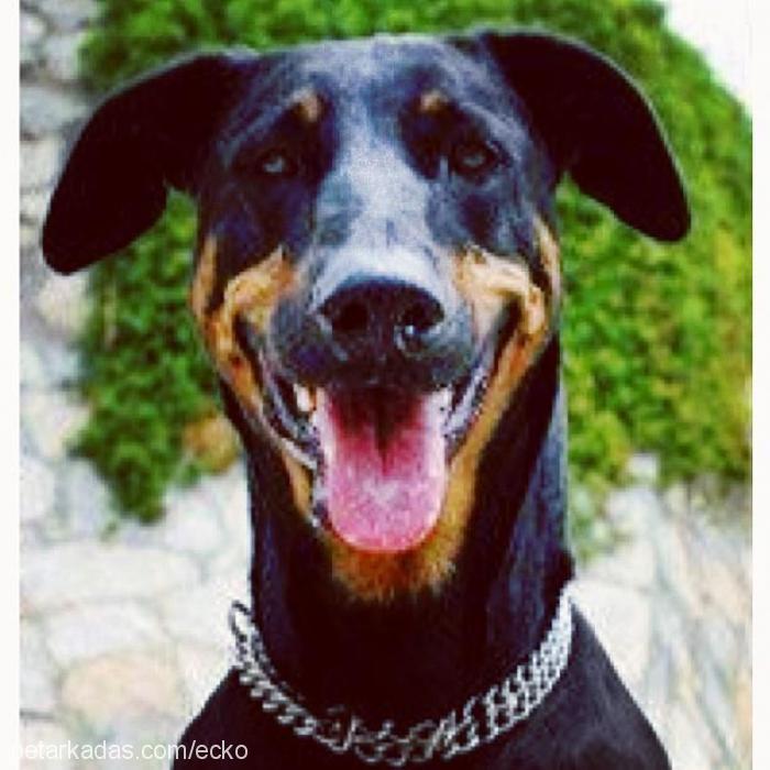 ecko Dişi Doberman Pinscher