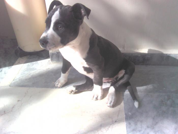 bia Dişi Amerikan Staffordshire Terrier