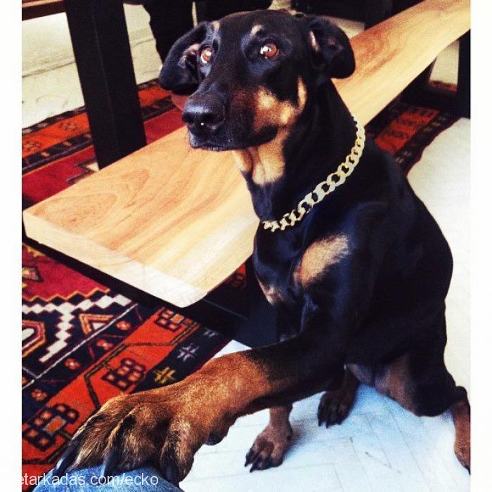 ecko Dişi Doberman Pinscher