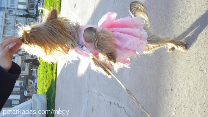 bety Dişi Yorkshire Terrier