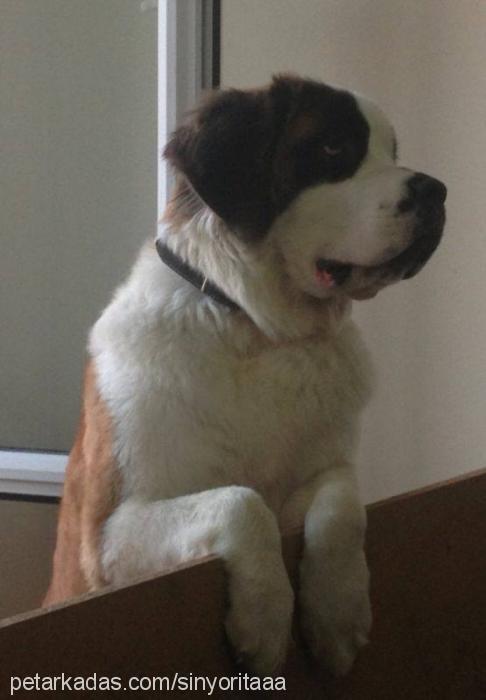 sinyoritaa Dişi St. Bernard (Saint Bernard)