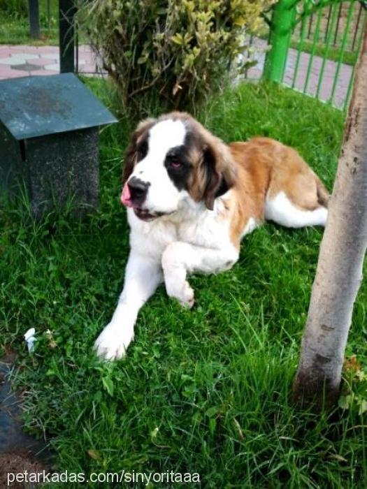 sinyoritaa Dişi St. Bernard (Saint Bernard)