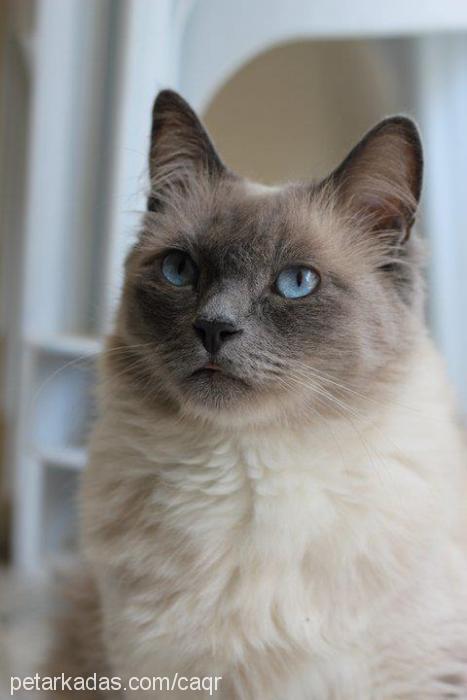 clementine Dişi Ragdoll