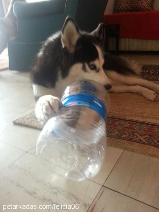 felicia Dişi Alaskan Malamute