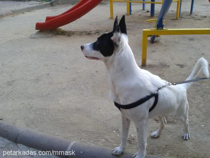 mask Erkek Border Collie