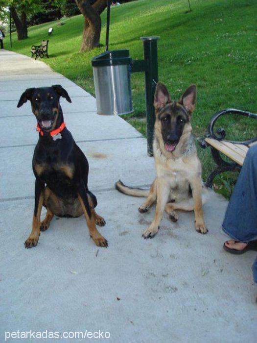 ecko Dişi Doberman Pinscher