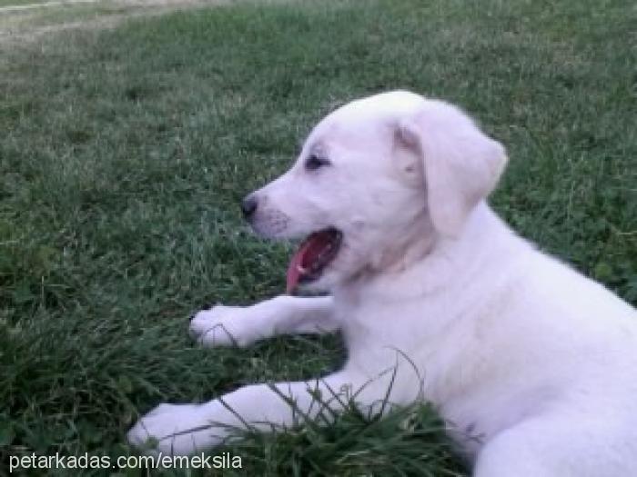 robin Erkek Golden Retriever