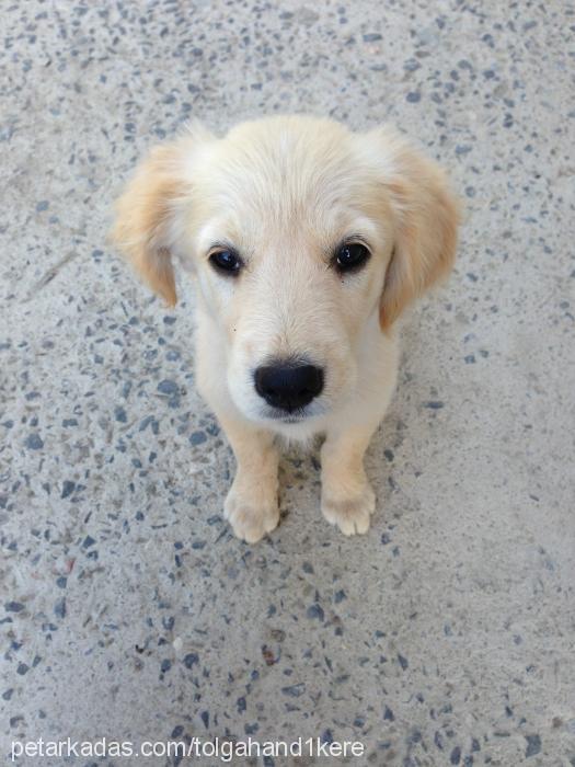 fındık Dişi Golden Retriever