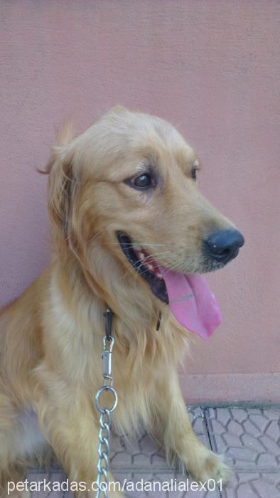 luyki Erkek Golden Retriever