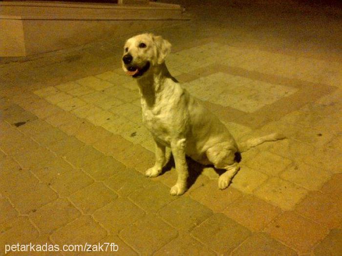 nutella Dişi Golden Retriever