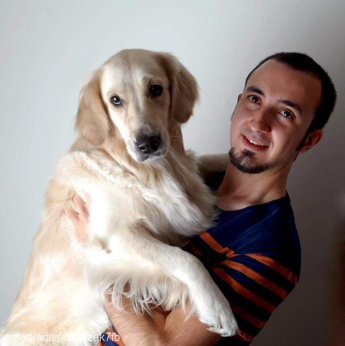 nutella Dişi Golden Retriever