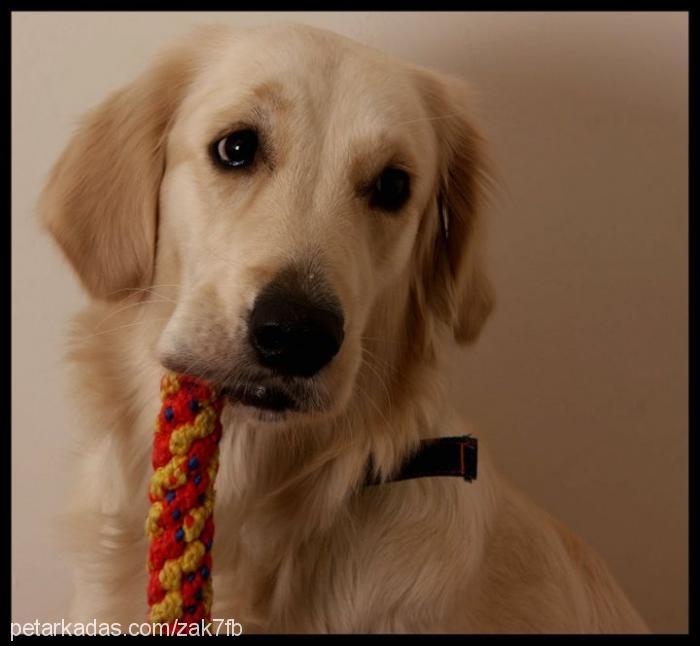 nutella Dişi Golden Retriever