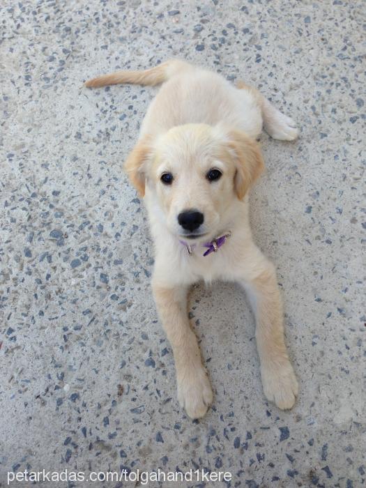 fındık Dişi Golden Retriever