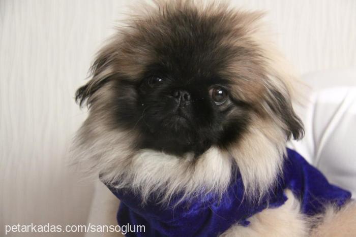 şans Erkek Pekingese