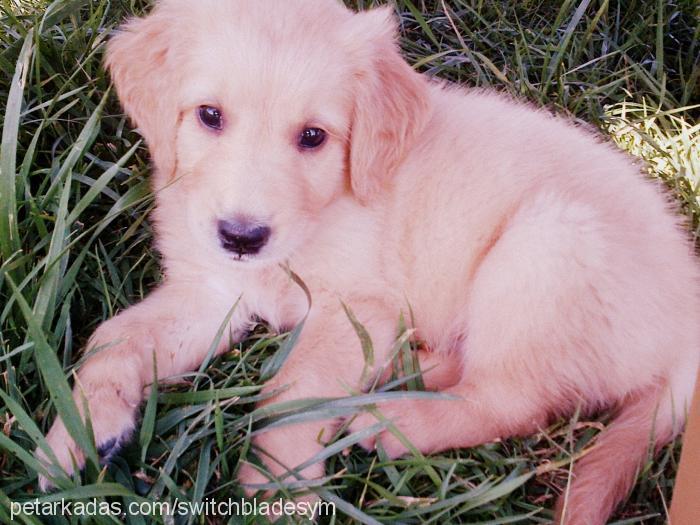 dywan Erkek Golden Retriever