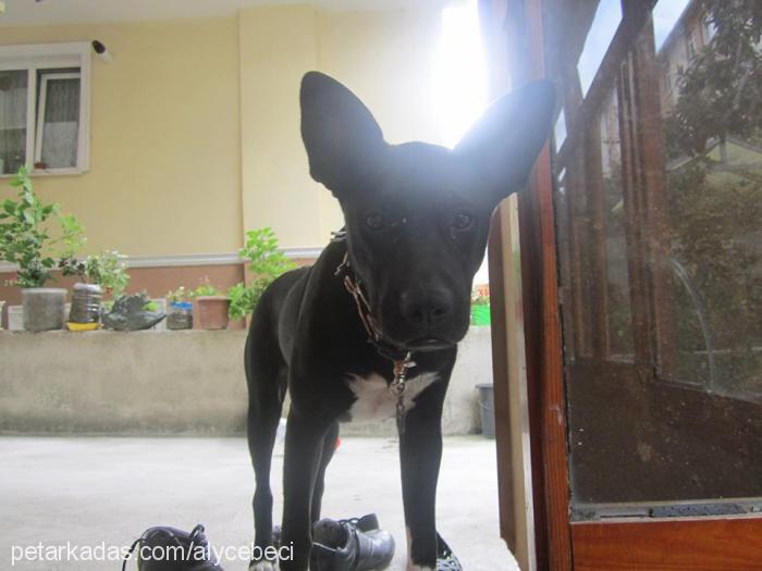 gecce Dişi Amerikan Staffordshire Terrier