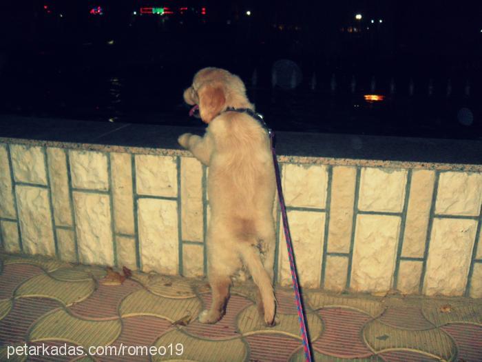 romeo Erkek Golden Retriever