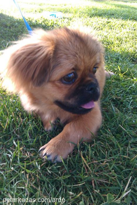 Çakıl Erkek Pekingese