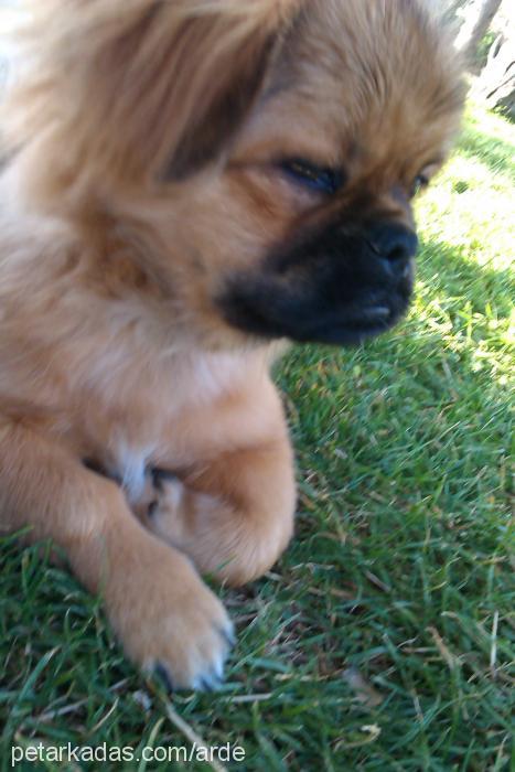 Çakıl Erkek Pekingese