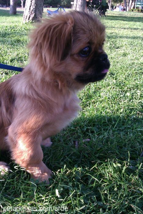 Çakıl Erkek Pekingese