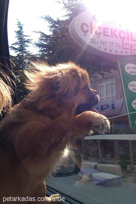 Çakıl Erkek Pekingese