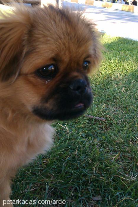 Çakıl Erkek Pekingese