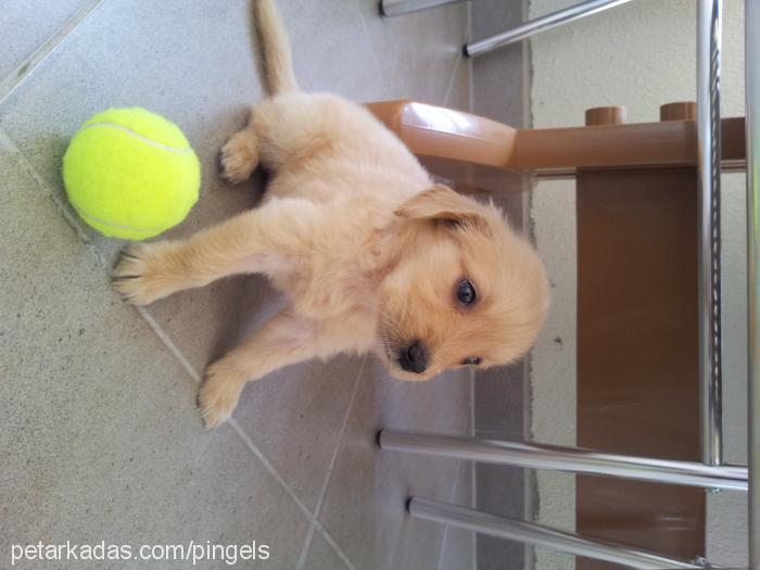 İstanbul Dişi Golden Retriever