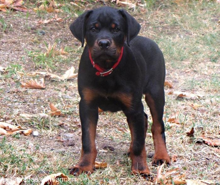 enzo Erkek Rottweiler