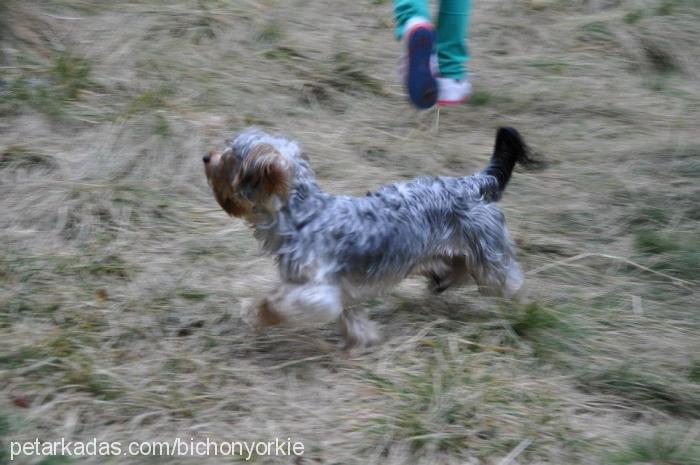 deni Erkek Yorkshire Terrier