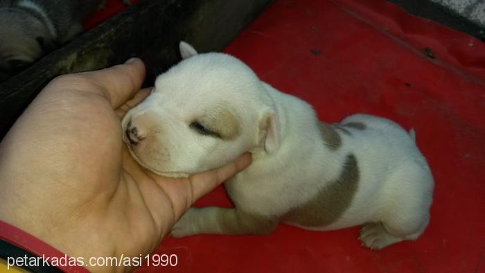 bebekler Erkek Amerikan Pitbull Terrier