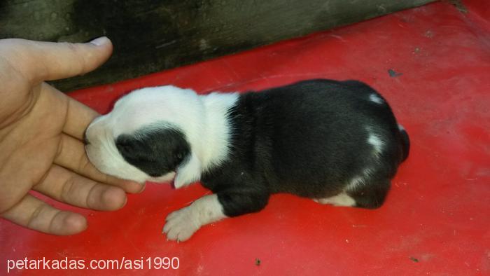 bebekler Erkek Amerikan Pitbull Terrier