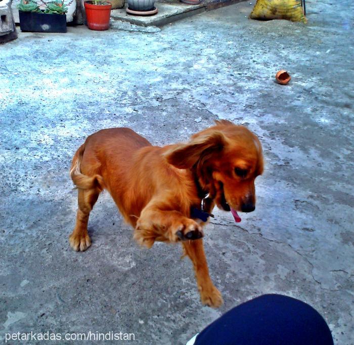 max Erkek İngiliz Cocker Spaniel