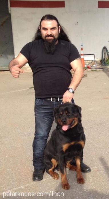 rodİ Erkek Rottweiler