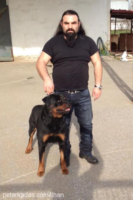 rodİ Erkek Rottweiler