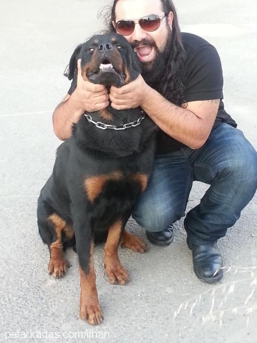 rodİ Erkek Rottweiler