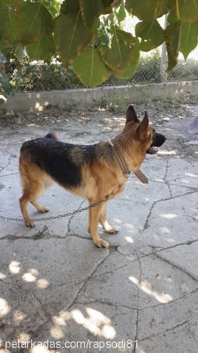 nora Dişi Alman Çoban Köpeği