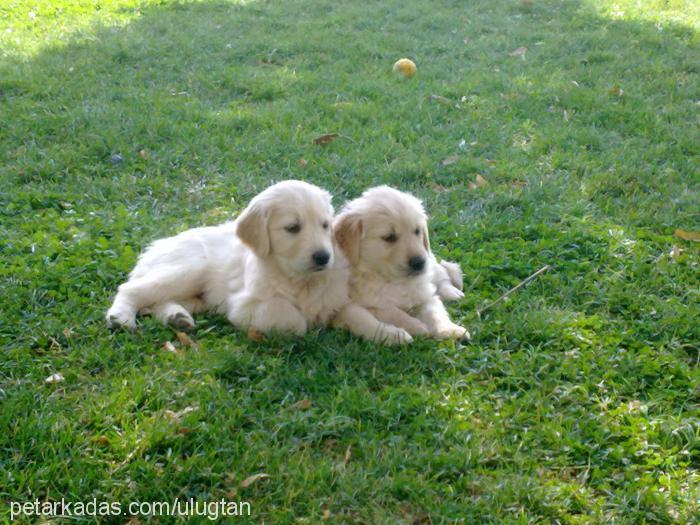 atosportosarami Erkek Golden Retriever