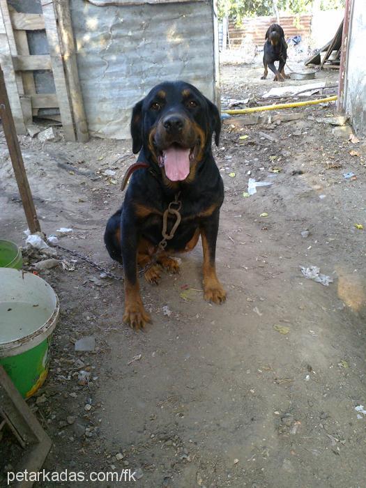 maya Dişi Rottweiler